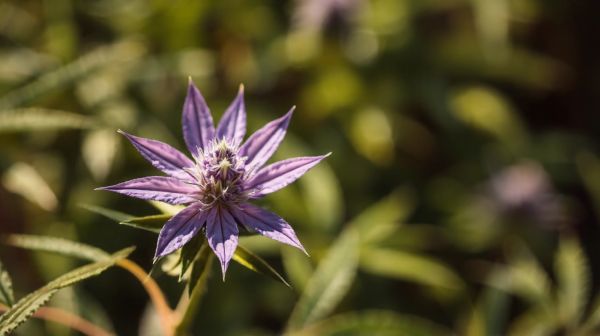 Guide complet sur la fleur de CBD : usages et législation 2026