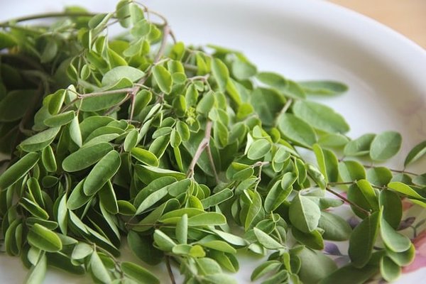 Quelles sont les différentes formes du moringa et quels sont leurs bienfaits ?